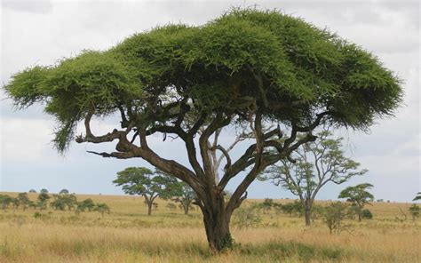 Top 10 Fastest Growing Trees in the World | Pouted.com | Growing tree, Acacia tree, Fast growing ...