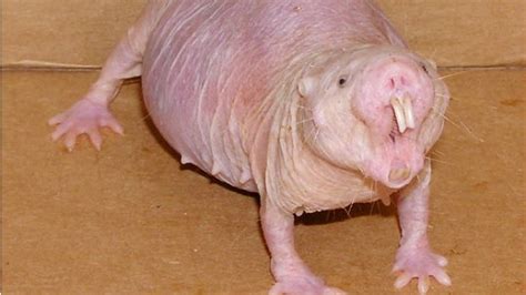 Cancer Detected In Naked Mole Rats The Scientist Magazine®
