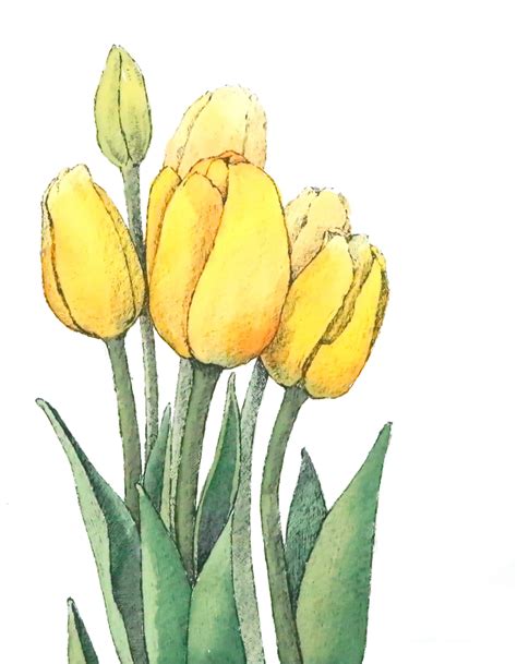 Watercolor Aquarelle Flower Tulip Illustration 별나라 꽃그림 컬러링북
