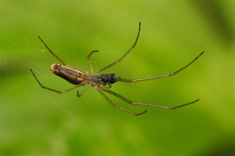 The female's mouth parts are also unusually long as well. Long-Jawed Orb Weaver - wildlifemacro