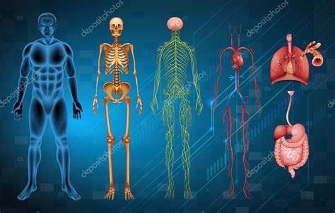 Sistemas Del Cuerpo Humano — Vector De Stock © Blueringmedia 59342821