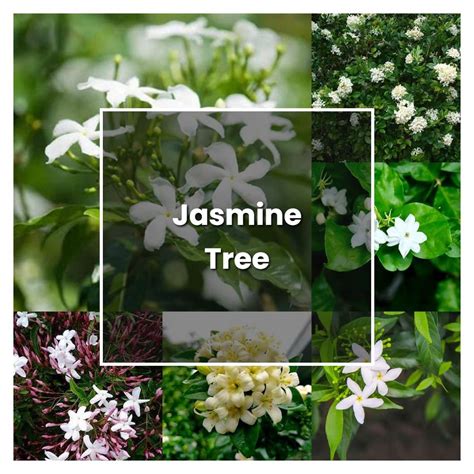 How To Grow Jasmine Tree Plant Care And Tips Norwichgardener