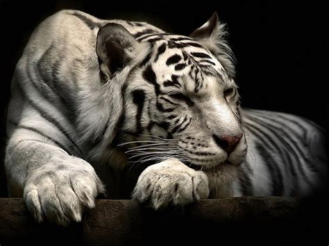 Картинки Животных Тигры Скачать Telegraph