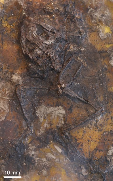 Ancient Swamp Was A Sex Death Trap For Fossil Frogs Trendradars
