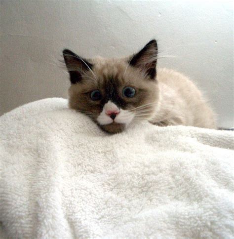 Snowshoe Siamese Kittens Cutest Cats And Kittens Cute Cats Snowshoe
