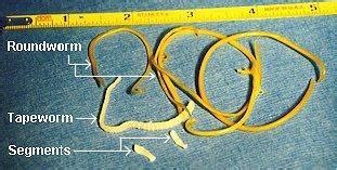 What are the symptoms of stomach cancer in cats? Types of Worms in Cats | What Kind of Worms Do Cats Get ...