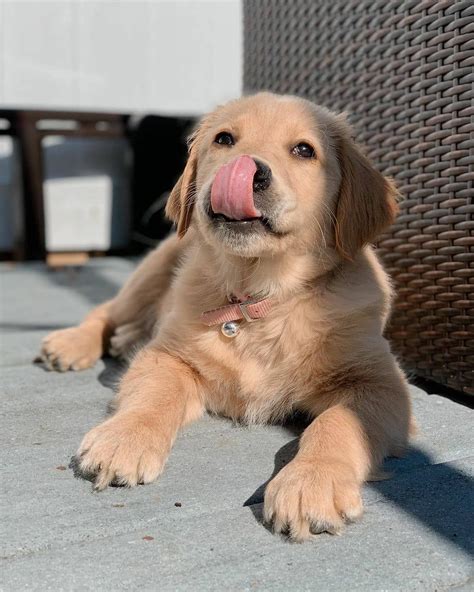 I will tell you from my experiences goldens are hands down the best family dog period. Pin on Golden Labrador Retriever Puppies