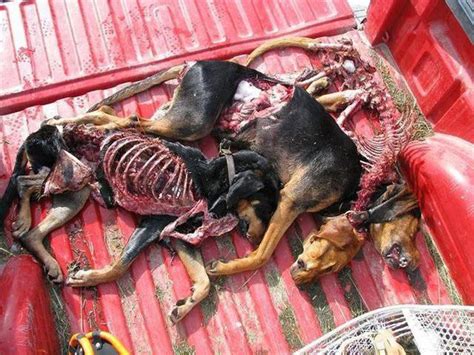 The Damage Wolves Are Inflicting On America: Part 4b – Big Wolf Lies