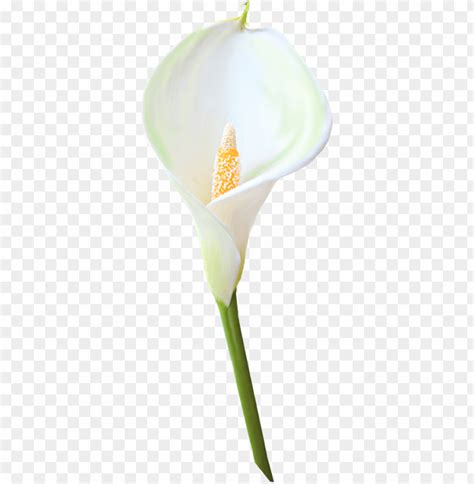 Image Of Calla Lily Clipart Calla Lily Transparent Background PNG