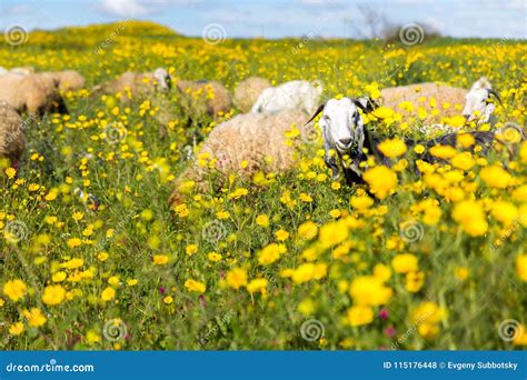 Sheep Herd Pasturing Blossoming Flowers Field Stock Photo Image Of