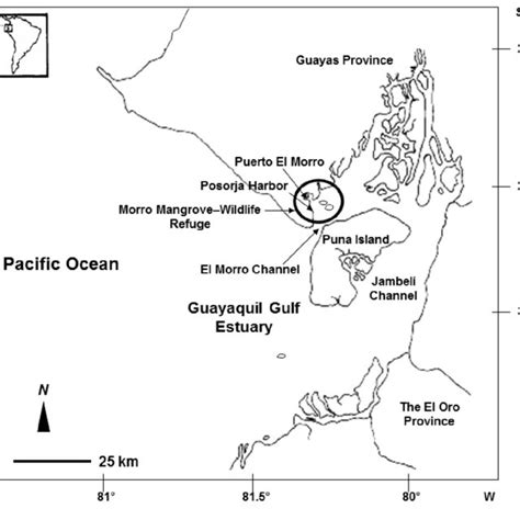 ɡwaʝaˈkil ( listen )), officially santiago de guayaquil is the most populous city in ecuador, with 3,113,725 people in its metropolitan area. (PDF) Strand-feeding by coastal bottlenose dolphins ...