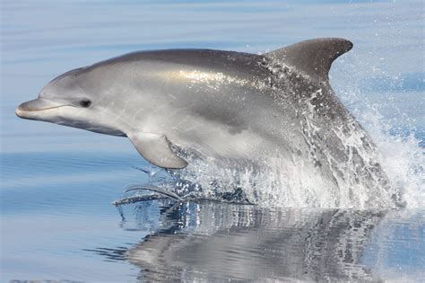 Bottlenose Dolphin Pictures Carinewbi