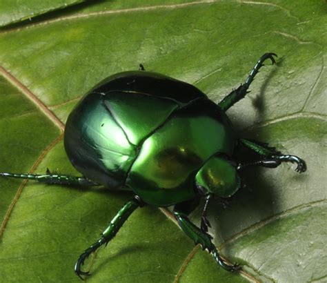 Metallic Green Beetle Macraspis Sp A Photo On Flickriver
