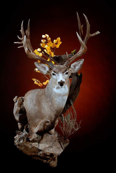 North American Pedestal Mounts Dewey Wildlife Deer Hunting Decor Mule Deer Whitetail Deer