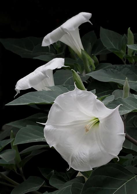 Moon Flowers Photograph By Angie Vogel Fine Art America