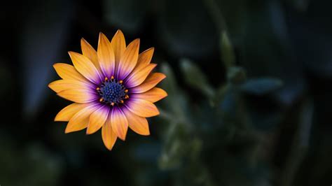 1920x1080 Bright Orange Purple Flower 8k Laptop Full Hd 1080p Hd 4k