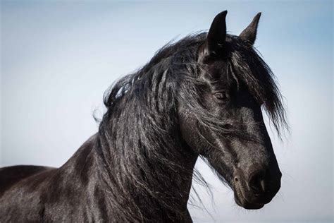 24 Friesian Horse Pictures Youll Love