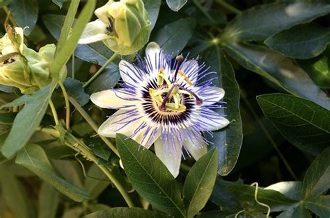 Hardy Passion Flower September 20th And Its Still Bloomin Sassy