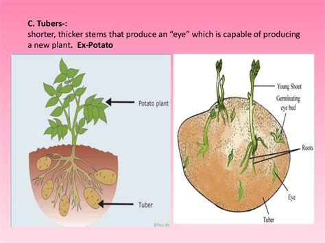 Asexual Reproduction In Plants