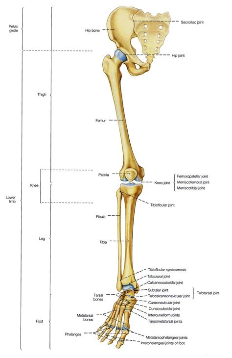 The fibula is connected via ligaments to the two ends of the skeletal system label leg diagram quizlet. Pin by Lili Mercer on Anatomy and physiology in 2020 | Anatomy bones, Human body anatomy, Leg ...