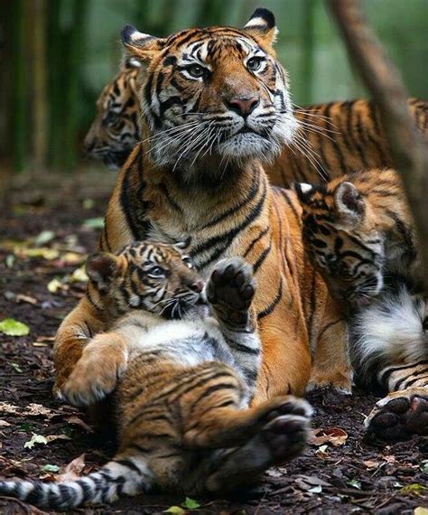 Pin By Tiffany Kramer On Tigers Animals Wild Animals