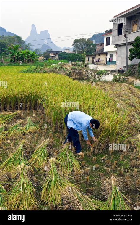 Rice Farming Hi Res Stock Photography And Images Alamy