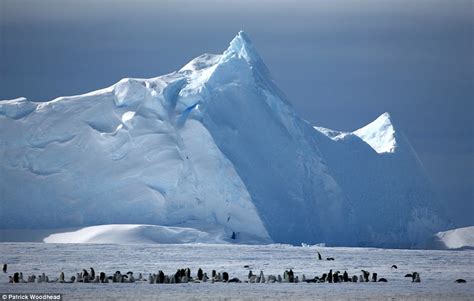Berbeda dengan wilayah di kutub selatan yang disebut sebagai benua antartika (kutub selatan) karena memang daerah tersebut merupakan daratan yang tertutup es tebal yang dikelilingi lautan luas. Jangan Bingung! Ini 7 Perbedaan Mendasar Kutub Utara dan ...