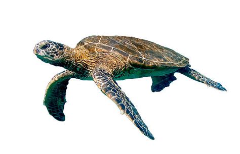 Sea Turtle Pictures Images And Stock Photos Istock