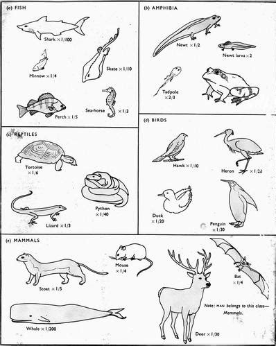 Week 5 invertebrates coloring page. Invertebrates Coloring Pages Sketch Coloring Page