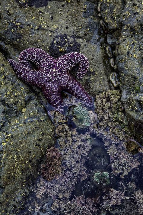 Blue Starfish Sea Life Creatures Ocean Creatures Sea