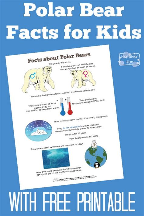 Polar Bear Facts For Kids