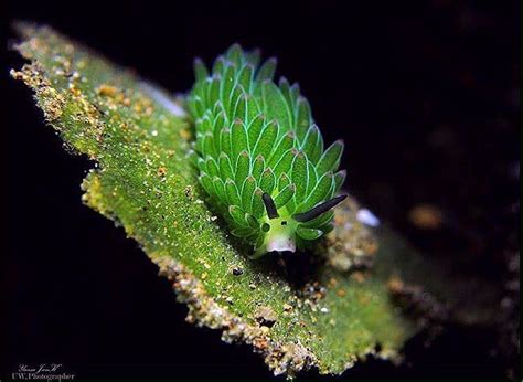 Морская овечка leaf sheep существа. Curious fact: The Leaf Sheep Sea Slug ( Costasiella ...