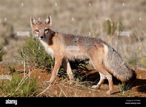 Swift Fox Vulpes Velox Pawnee National Grassland Colorado United