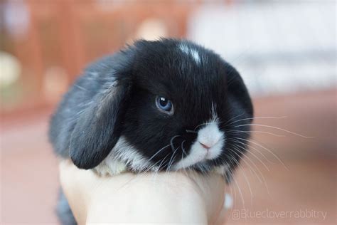 Blue Eyed Baby Holland Lop Bunnies At Blue Clover Rabbitry