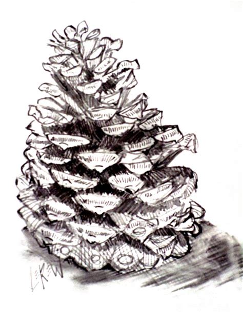 Pine Cone Pencil Drawing Ideas Pine Cone Drawing Ink Pen Drawings My