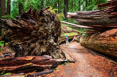 Humboldt redwoods state park is located in garberville. Dyerville Giant Humboldt Redwoods State Park Ca Stock ...