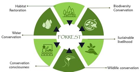 💣 How to conserve forest and wildlife. Conservation of forests and