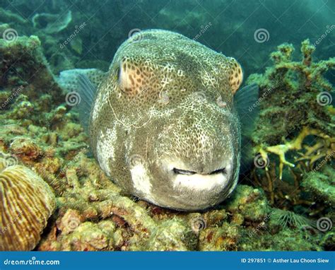 Puffer Fish On Coral Reef Stock Image Image Of Aquatic 297851