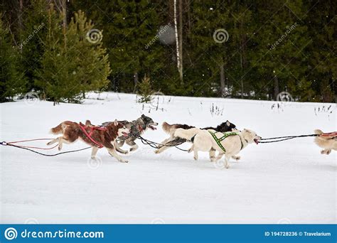 Running Husky Dog On Sled Dog Racing Stock Photo Image Of Pedigreed