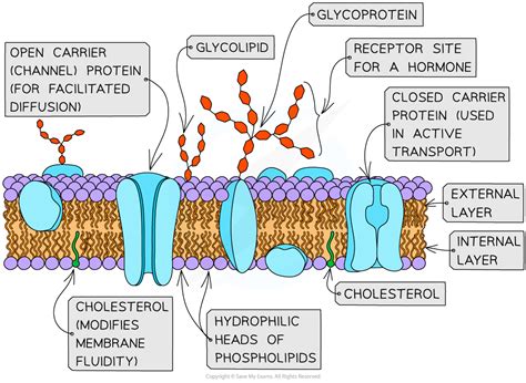 Aqa A Level Biology复习笔记242 Components Of Cell Surface Membranes 翰林国际教育