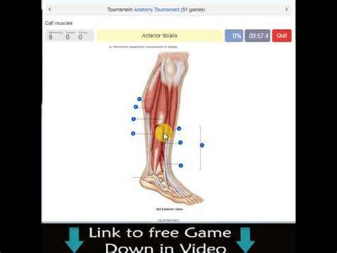 In this online interactive bones crossword puzzle worksheet, students use the 9 clues to find the appropriate answers to complete the word puzzle. Muscle Anatomy Games - Anatomy Drawing Diagram