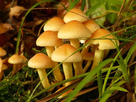 fungi | ASSEMBLING, VISUALIZING, AND ANALYZING THE EVOLUTIONARY TREE OF LIFE