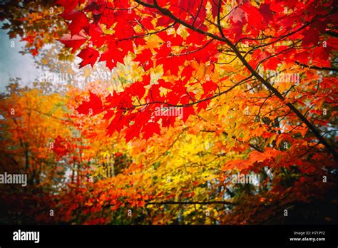 Bright Autumn Leaves Red And Yellow Maple Leaves Stock Photo Alamy