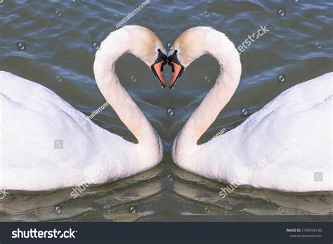 Two Swans Making Shape Heart Their Stock Photo 1700946130 Shutterstock