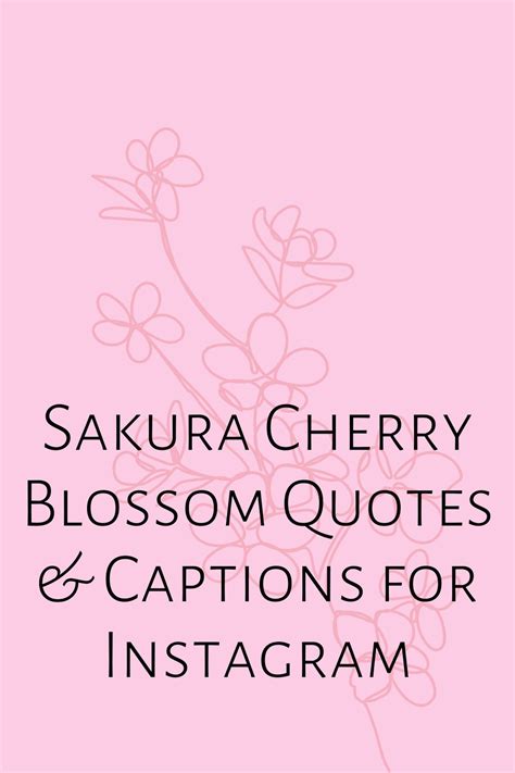 73 Sakura Cherry Blossom Quotes And Captions For Instagram Darling Quote