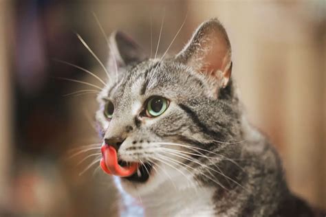 Cat Lip Swelling What Causes Your Cats Lips To Swell Adoptanim