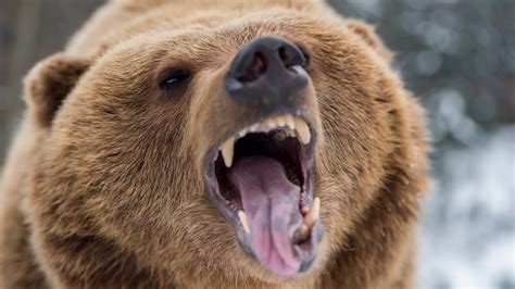 Angry Grizzly Bear Backiee