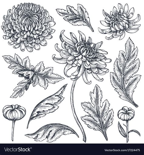Set Hand Drawn Chrysanthemum Flowers Royalty Free Vector