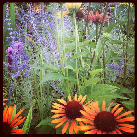 Department of agriculture plant hardiness zones. Echinacea and russian sage are so beautiful together ...