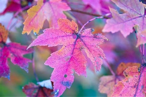 Determinant Purple Autumn Purple Leaves Warm And Cool Color